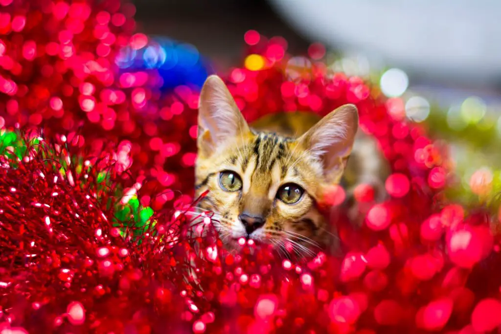 cat watches magic through Christmas ornaments