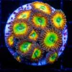 Featured image for Jedi Mind Trick Zoa 10 Mind-Blowing Facts Every Reef Keeper Must Know