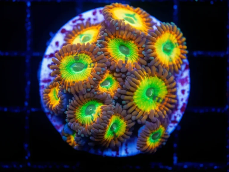Featured image for Jedi Mind Trick Zoa 10 Mind-Blowing Facts Every Reef Keeper Must Know